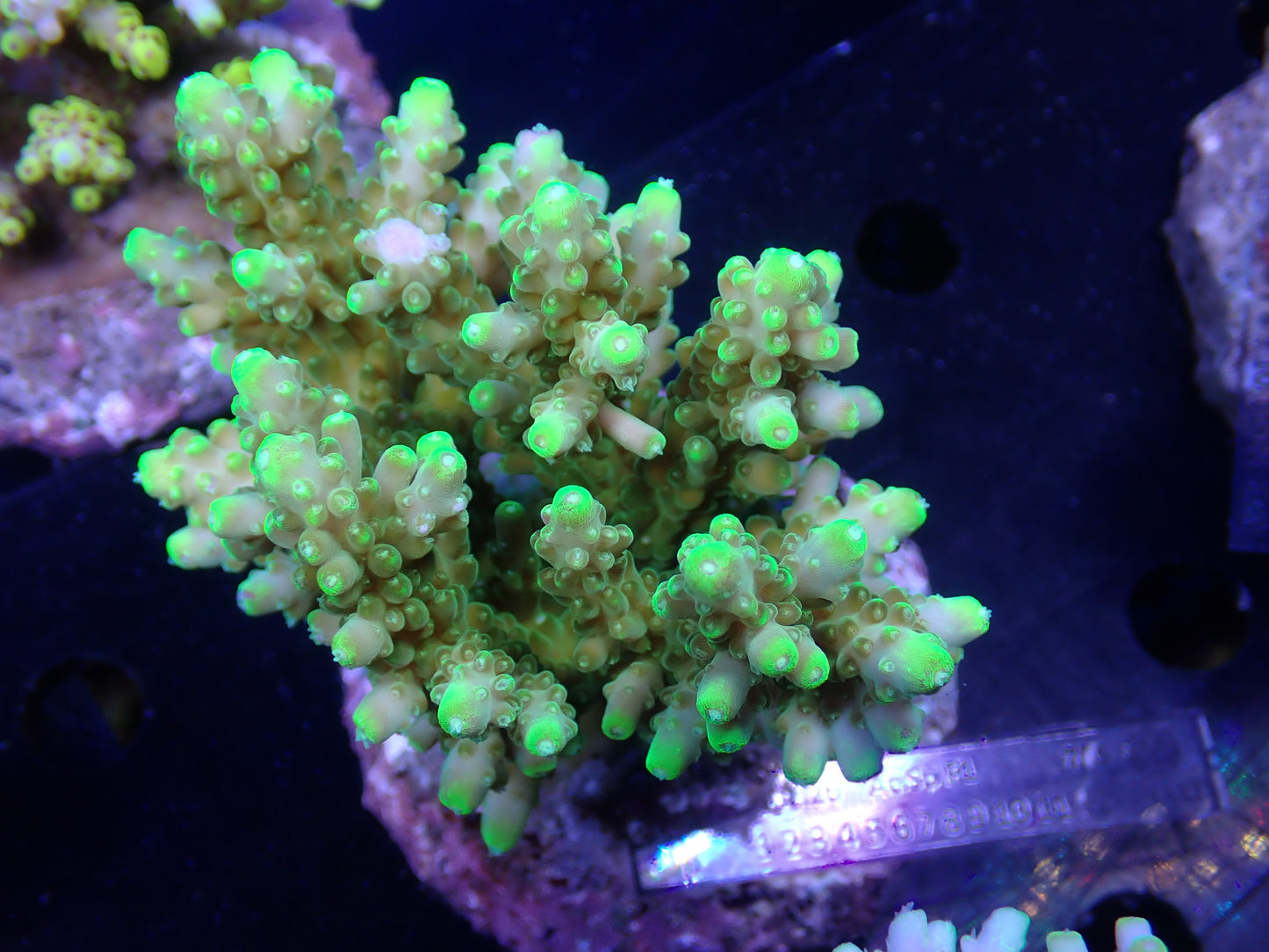 Acropora (ミドリイシ) インドネシア産032