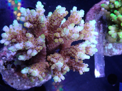 Acropora (microclados) インドネシア産033