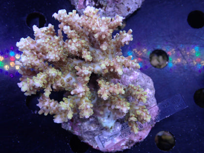Acropora (microclados) インドネシア産034