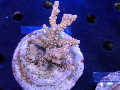 Acropora (ミドリイシ) インドネシア産035