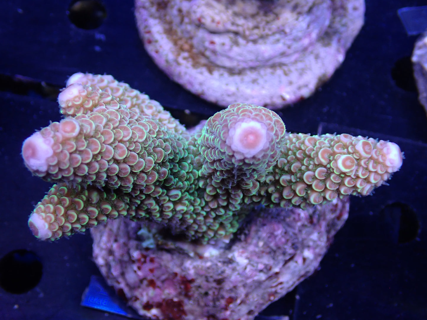 Acropora (monticulosa) インドネシア産036