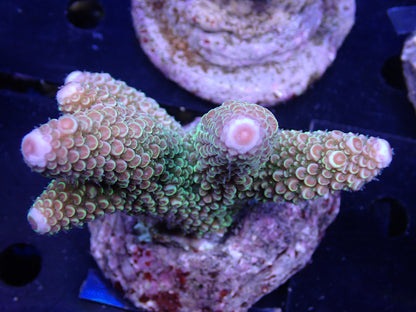 Acropora (monticulosa) インドネシア産036