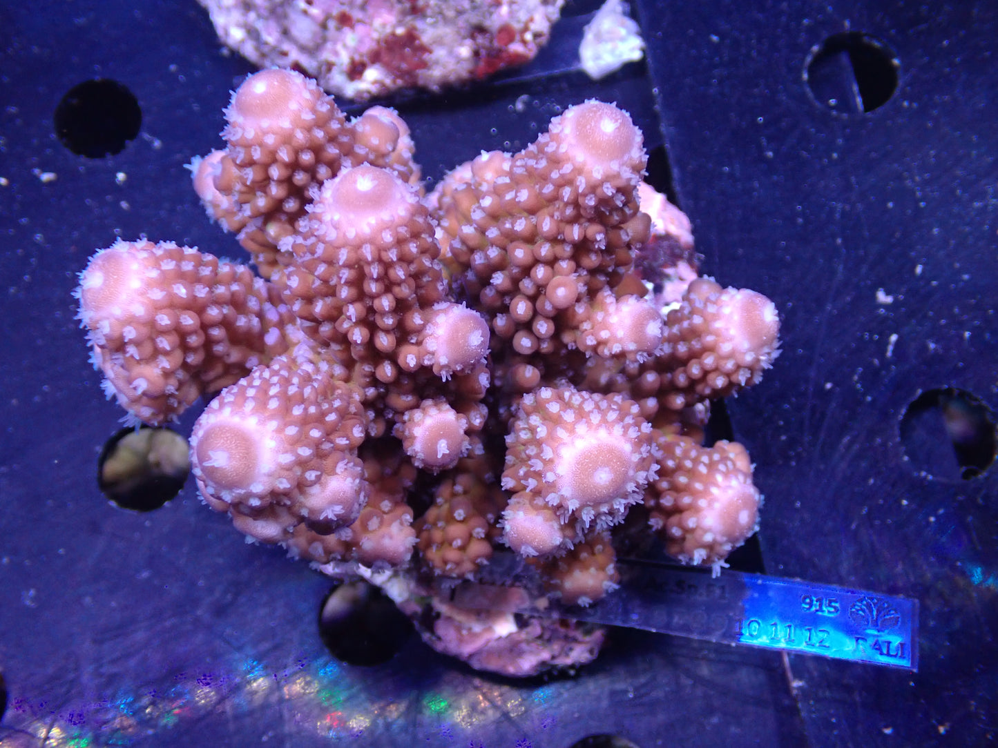 Acropora ( humilis) インドネシア産037