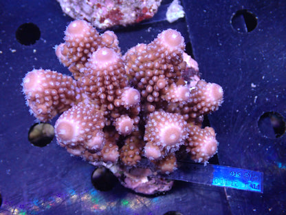 Acropora ( humilis) インドネシア産037