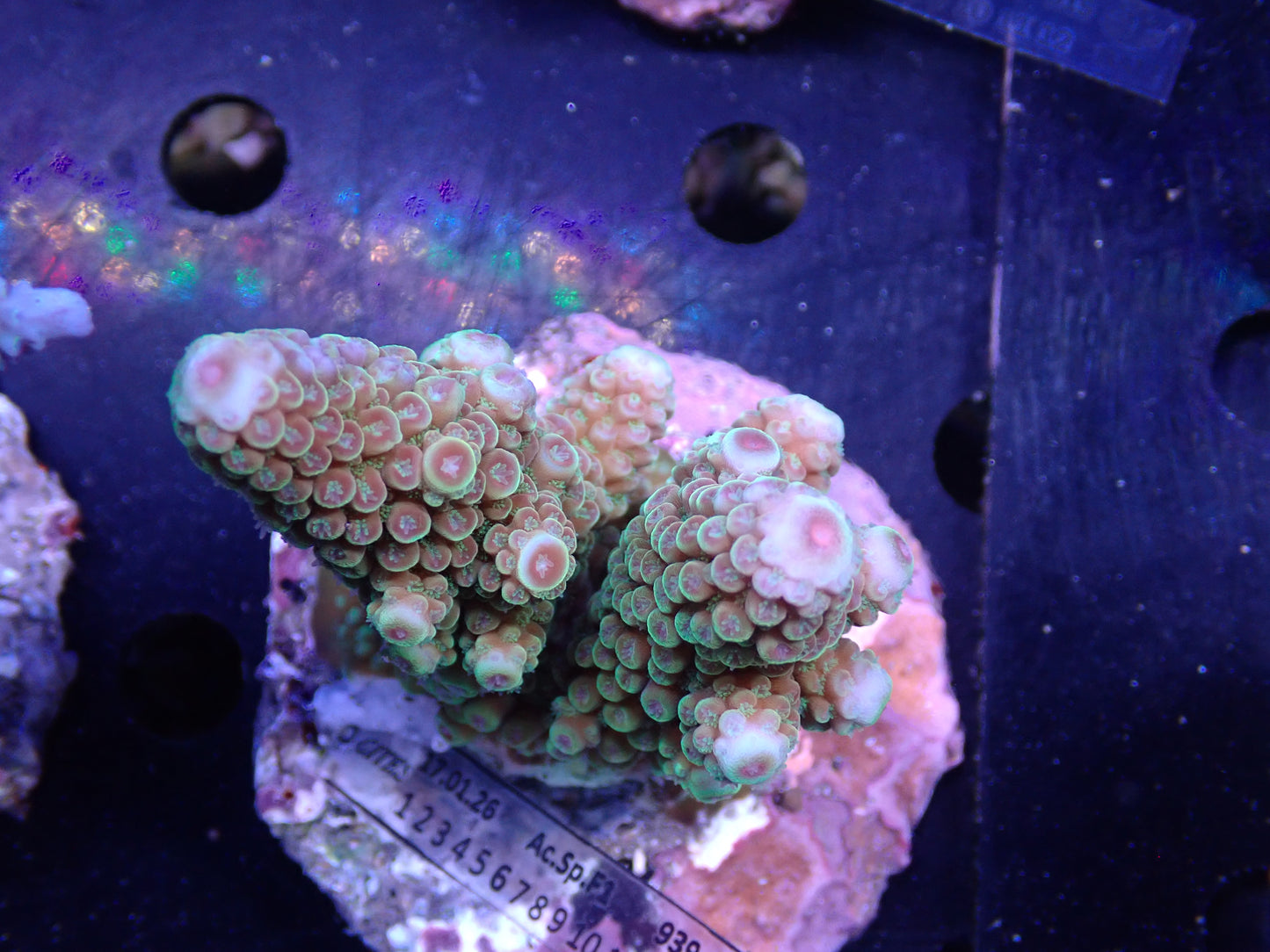 Acropora ( digitifera) インドネシア産038