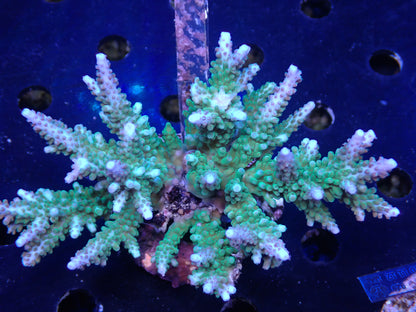 激レア Acropora ( parilisパラリシス) フラグ03