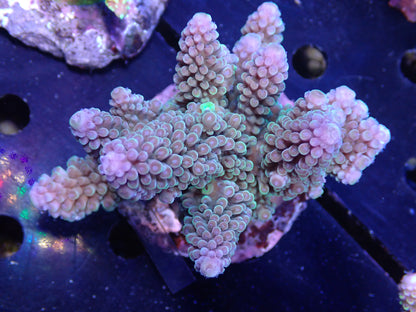 Acropora ( ミドリイシ) インドネシア産040