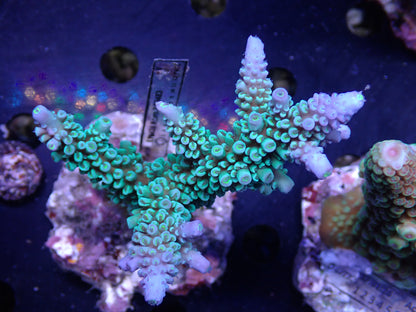 Acropora (hoeksemai) インドネシア産041