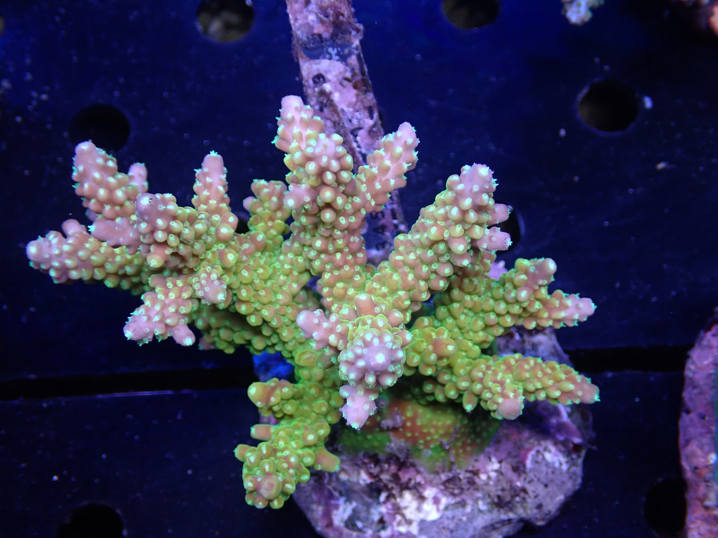 Acropora (Natalensi)フラグ 01