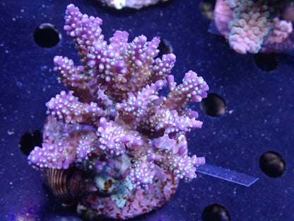 Acropora (ミドリイシ) インドネシア産043