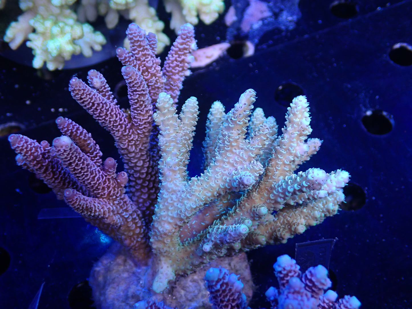 Acropora (millepora) インドネシア産046