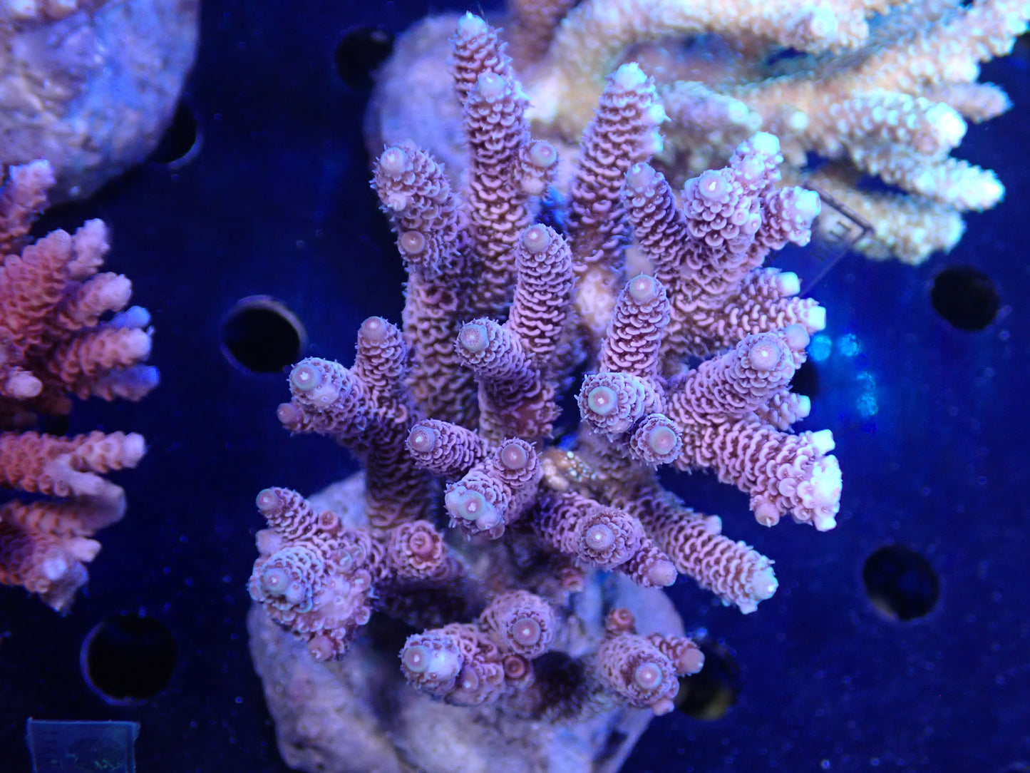 Acropora (millepora) インドネシア産047