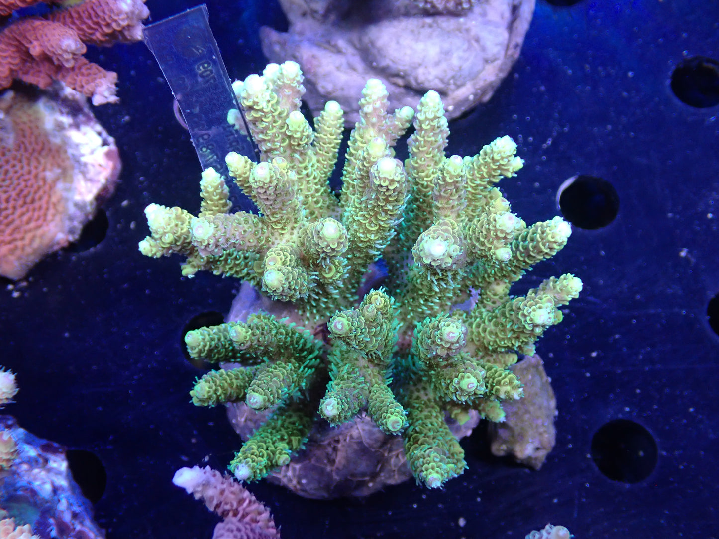 Acropora (millepora) インドネシア産048