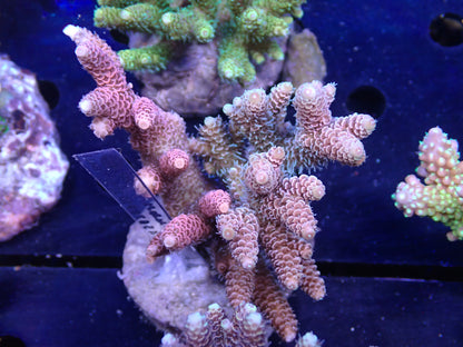 Acropora (millepora) インドネシア産049