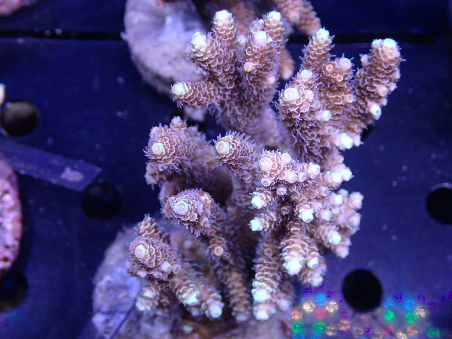 Acropora (millepora) インドネシア産050