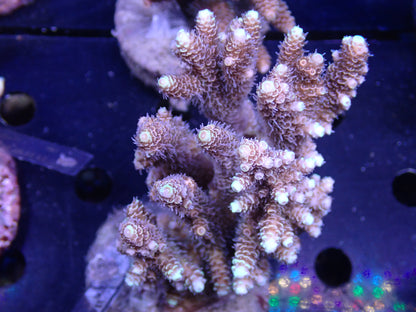 Acropora (millepora) インドネシア産050