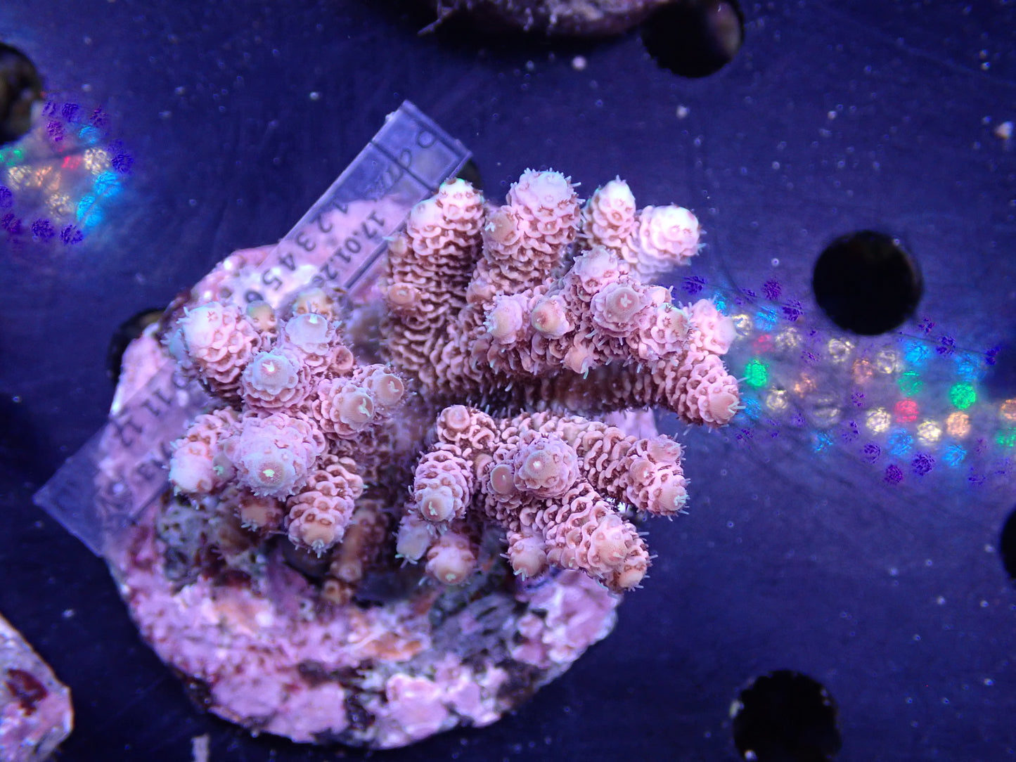 Acropora (millepora) インドネシア産051