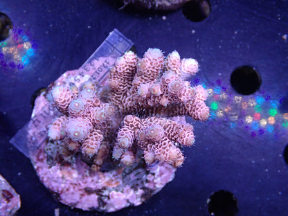 Acropora (millepora) インドネシア産051