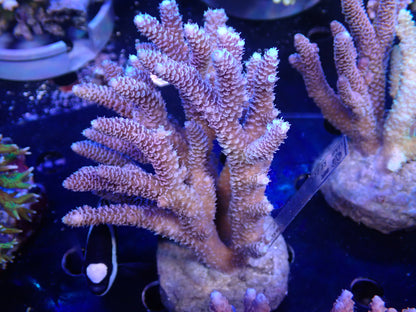 Acropora (millepora) インドネシア産052