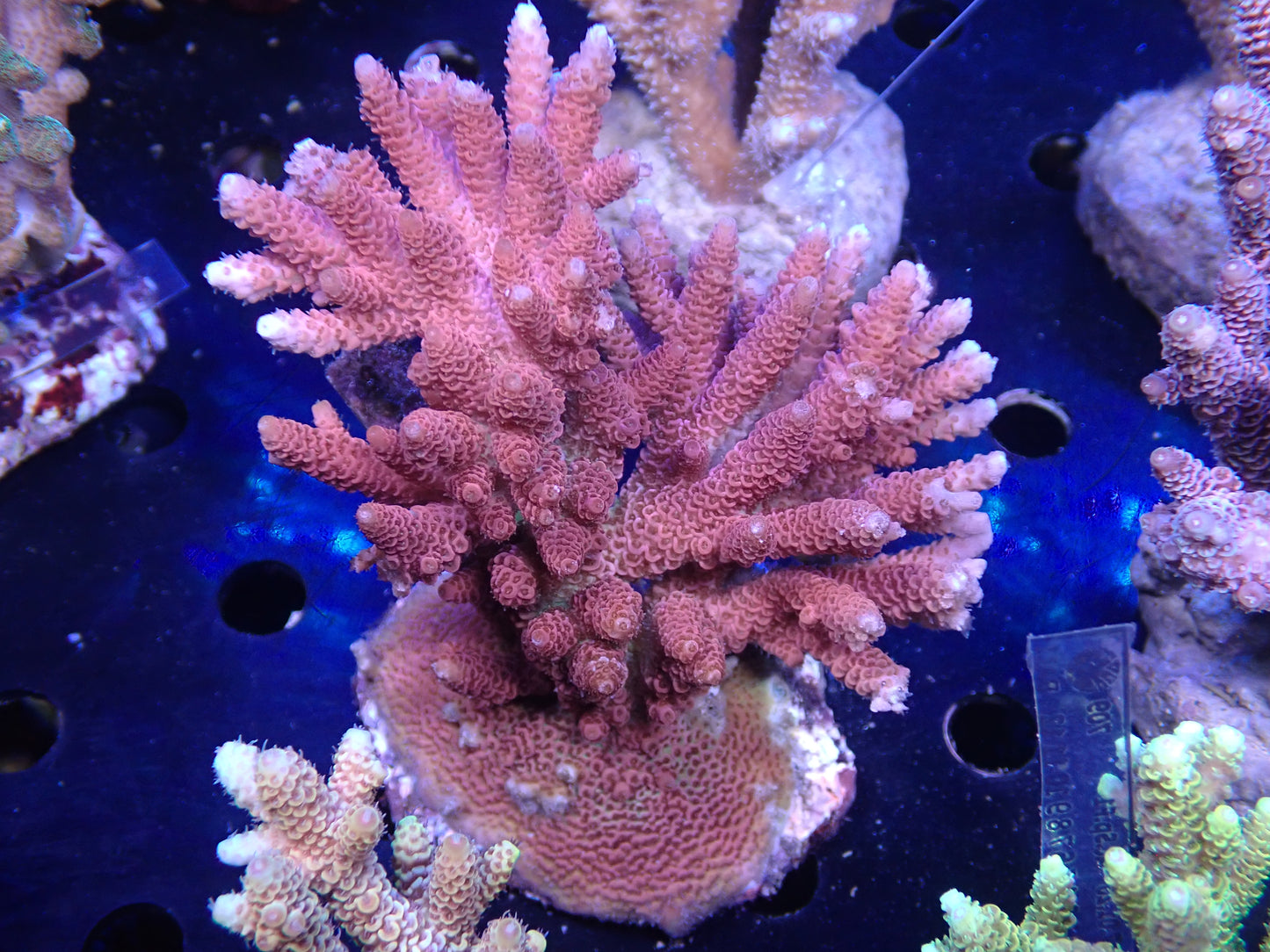 Acropora (millepora) インドネシア産053