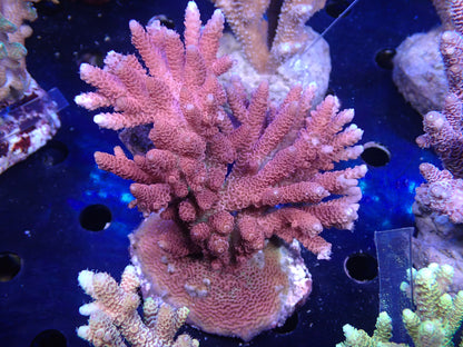 Acropora (millepora) インドネシア産053