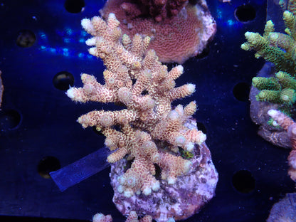 Acropora (millepora) インドネシア産054