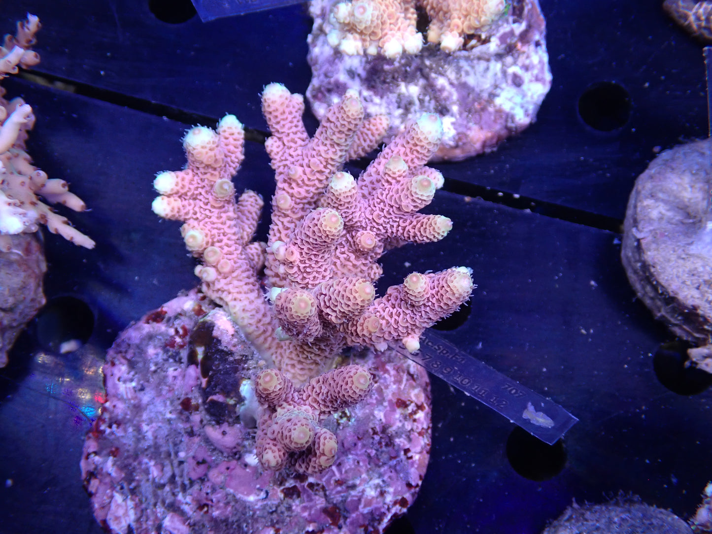 Acropora (millepora) インドネシア産055