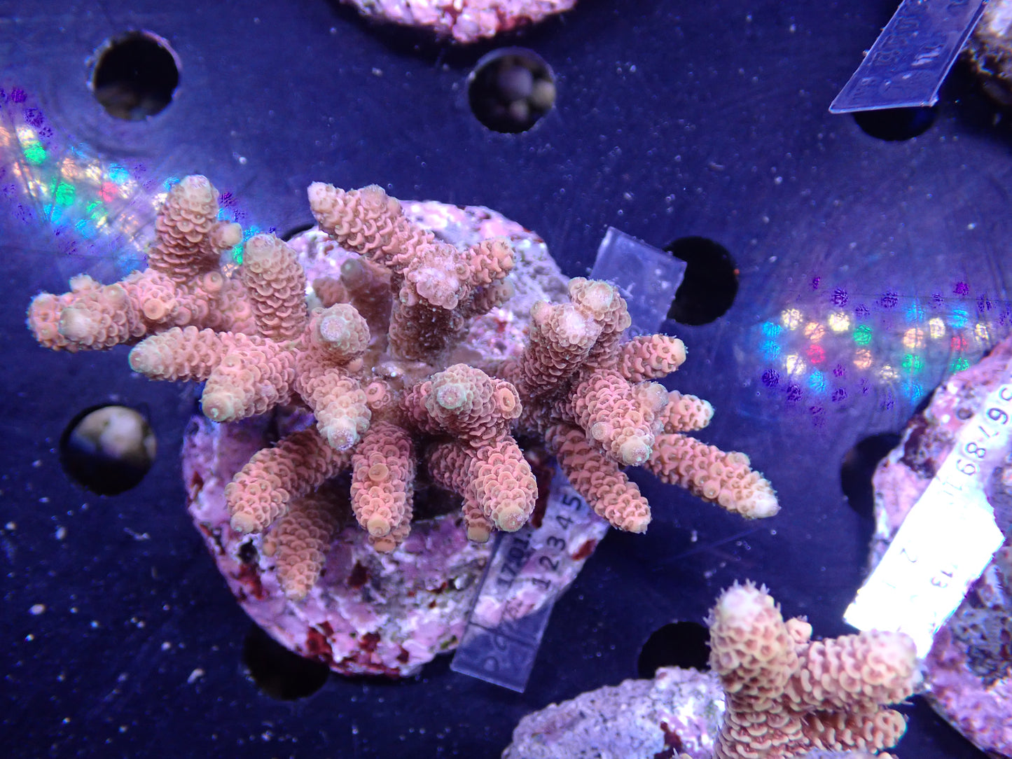 Acropora (millepora) インドネシア産056
