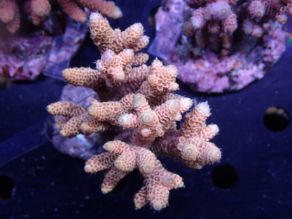 Acropora (millepora) インドネシア産057