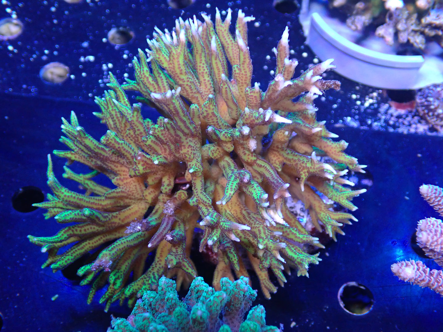 Acropora (トゲサンゴ) インドネシア産058