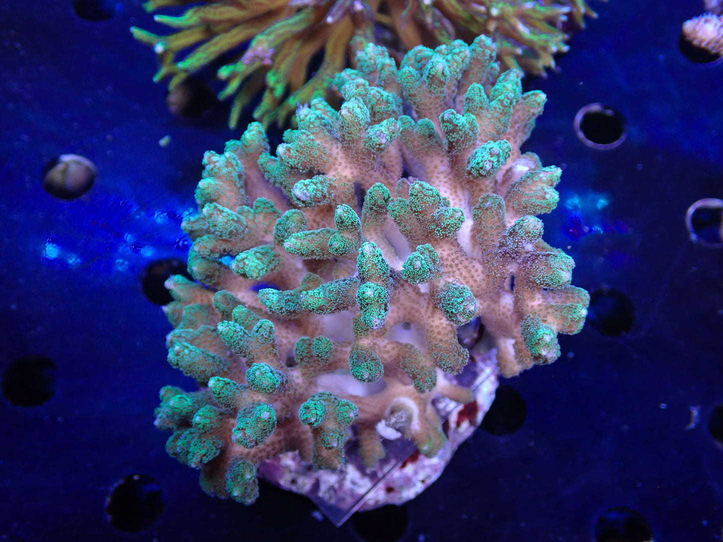 Acropora (ミドリイシ) インドネシア産059