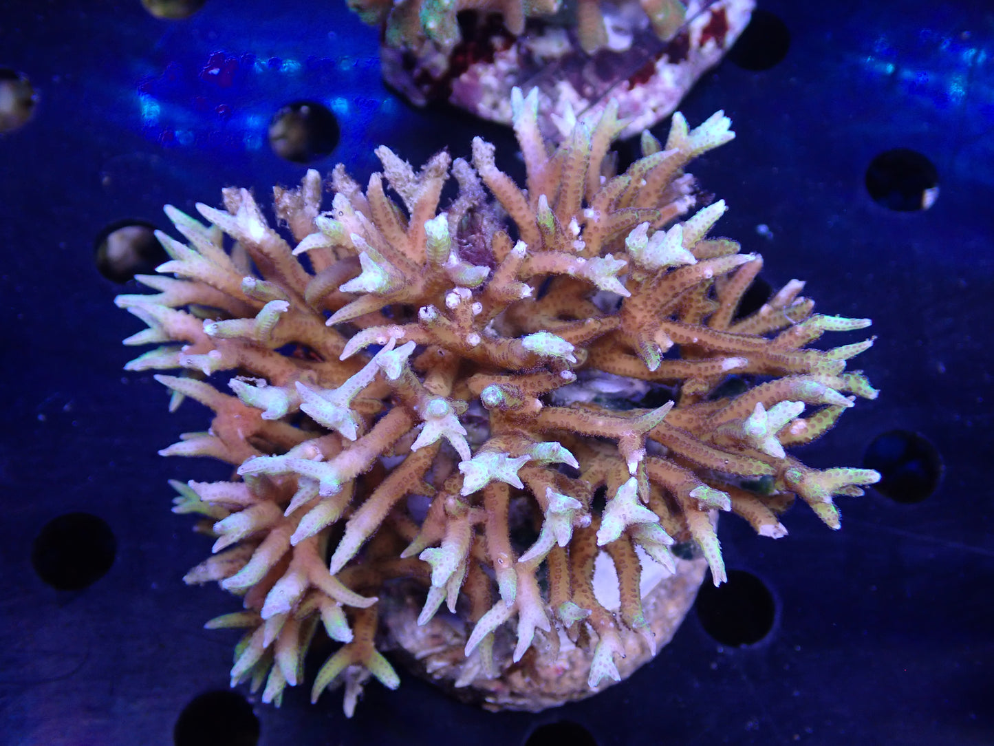 Acropora (トゲサンゴ) インドネシア産060