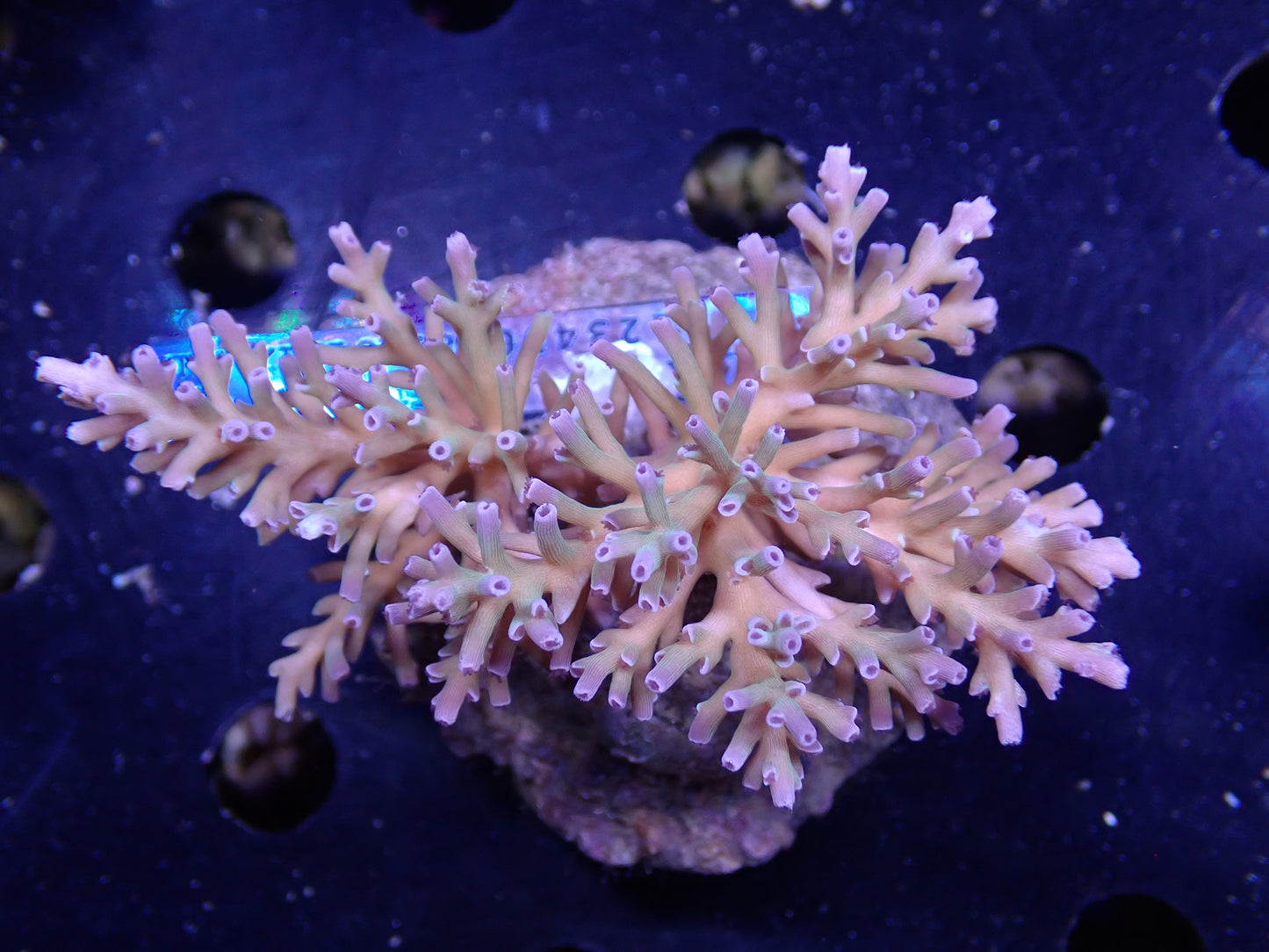 Acropora (speciosa) インドネシア産062