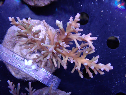 Acropora (speciosa) インドネシア産063