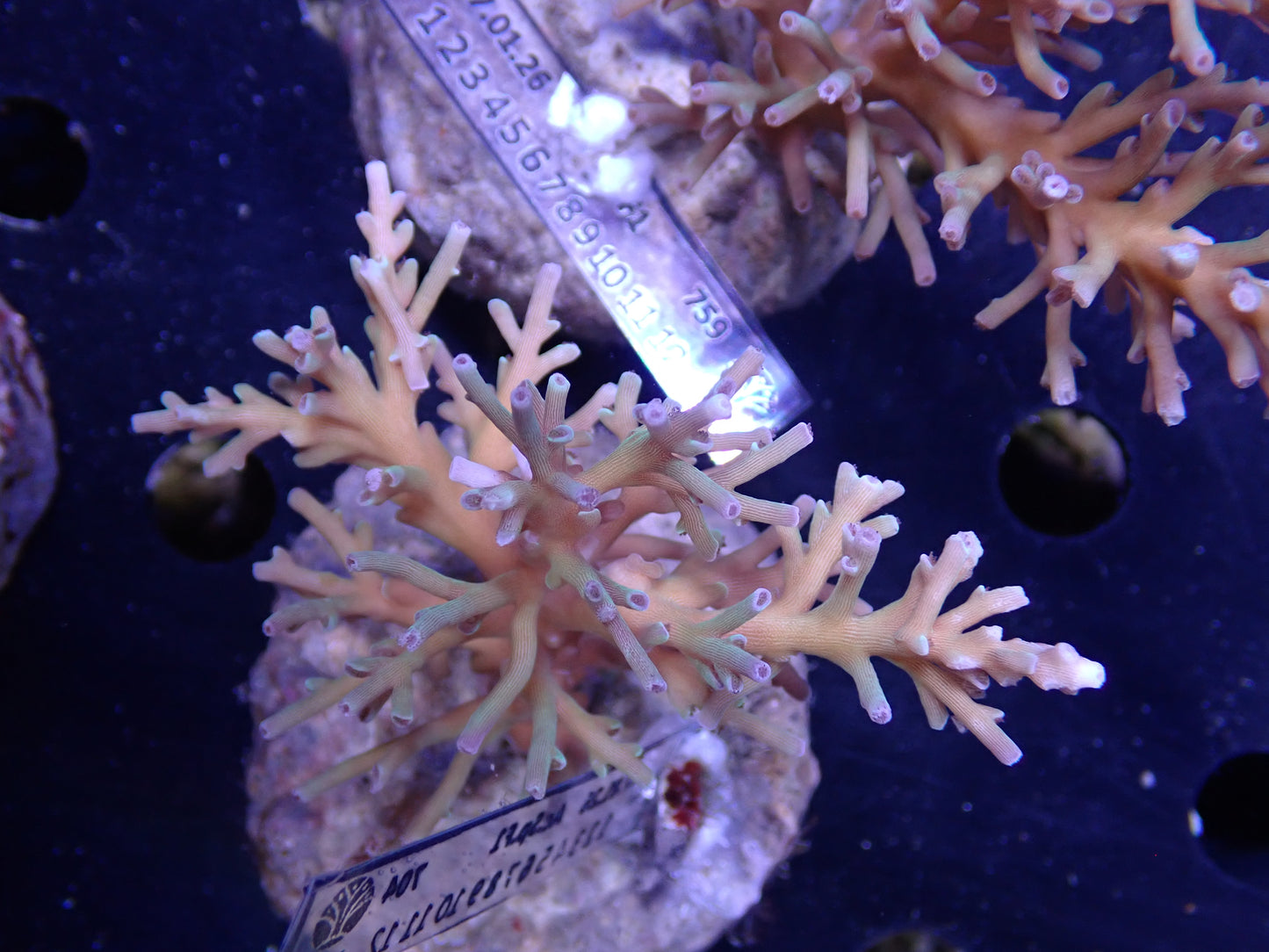 Acropora (speciosa) インドネシア産064