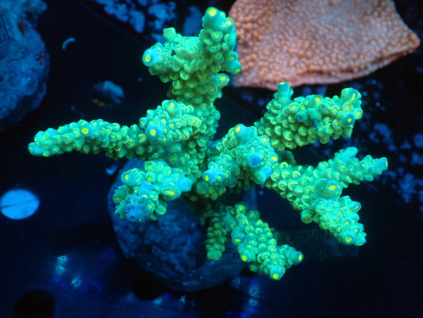 Acropora (ミドリイシ) インドネシア産001