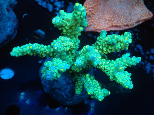 Acropora (ミドリイシ) インドネシア産001