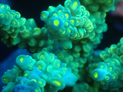 Acropora (ミドリイシ) インドネシア産001
