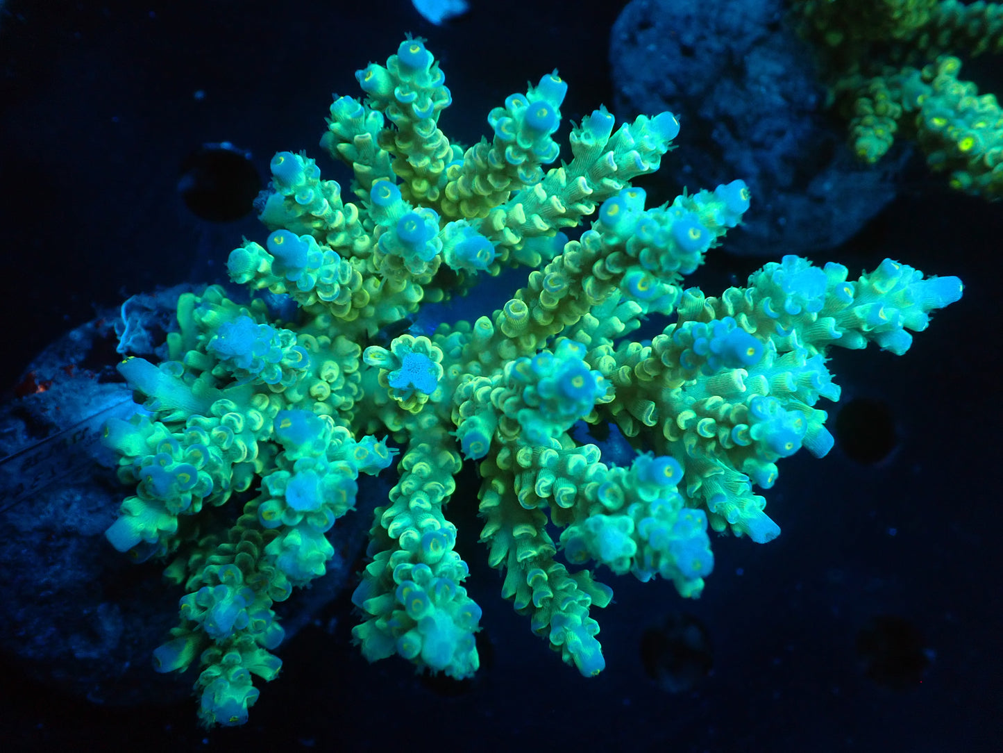 Acropora (ミドリイシ) インドネシア産002