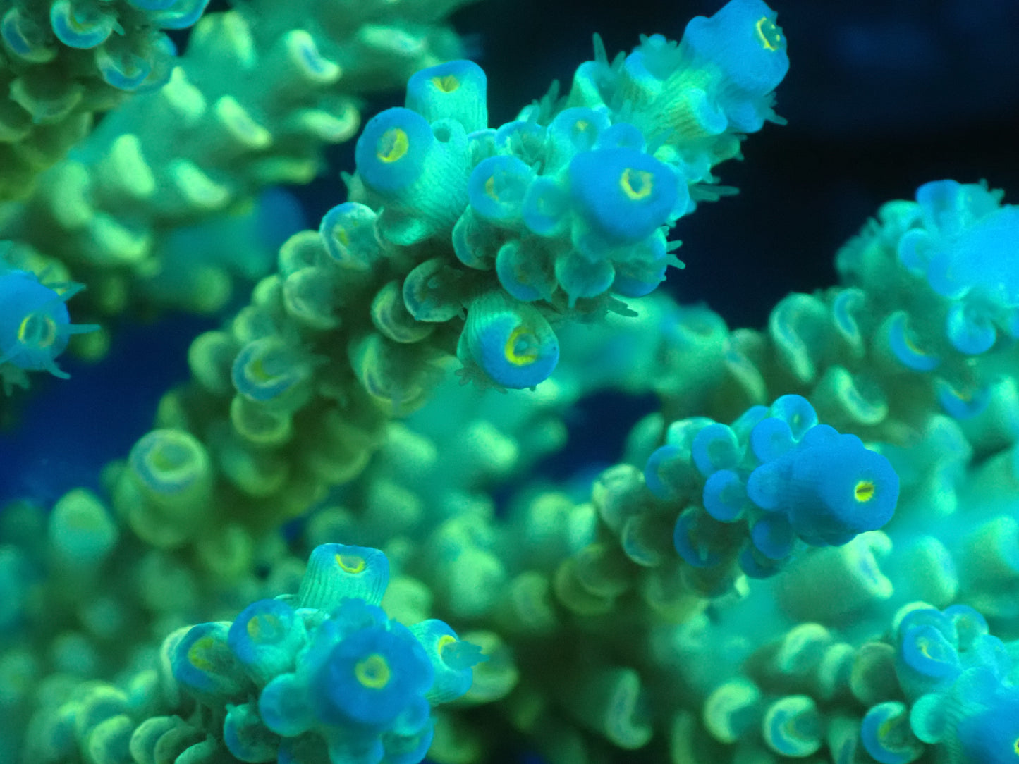 Acropora (ミドリイシ) インドネシア産002