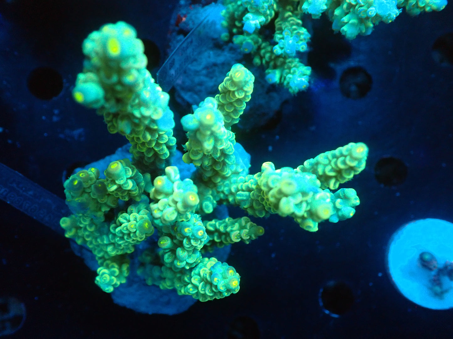 Acropora (ミドリイシ) インドネシア産003
