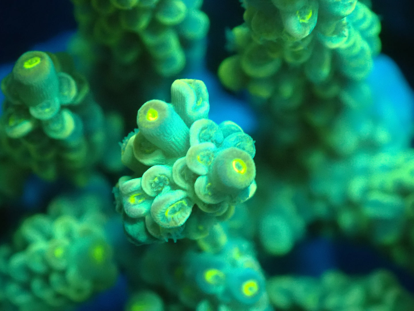 Acropora (ミドリイシ) インドネシア産003