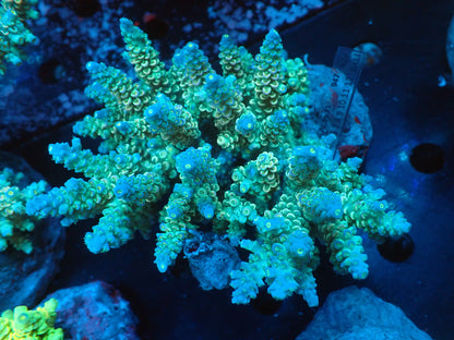 Acropora (ウスエダミドリイシ) インドネシア産004