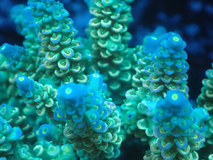 Acropora (ウスエダミドリイシ) インドネシア産004