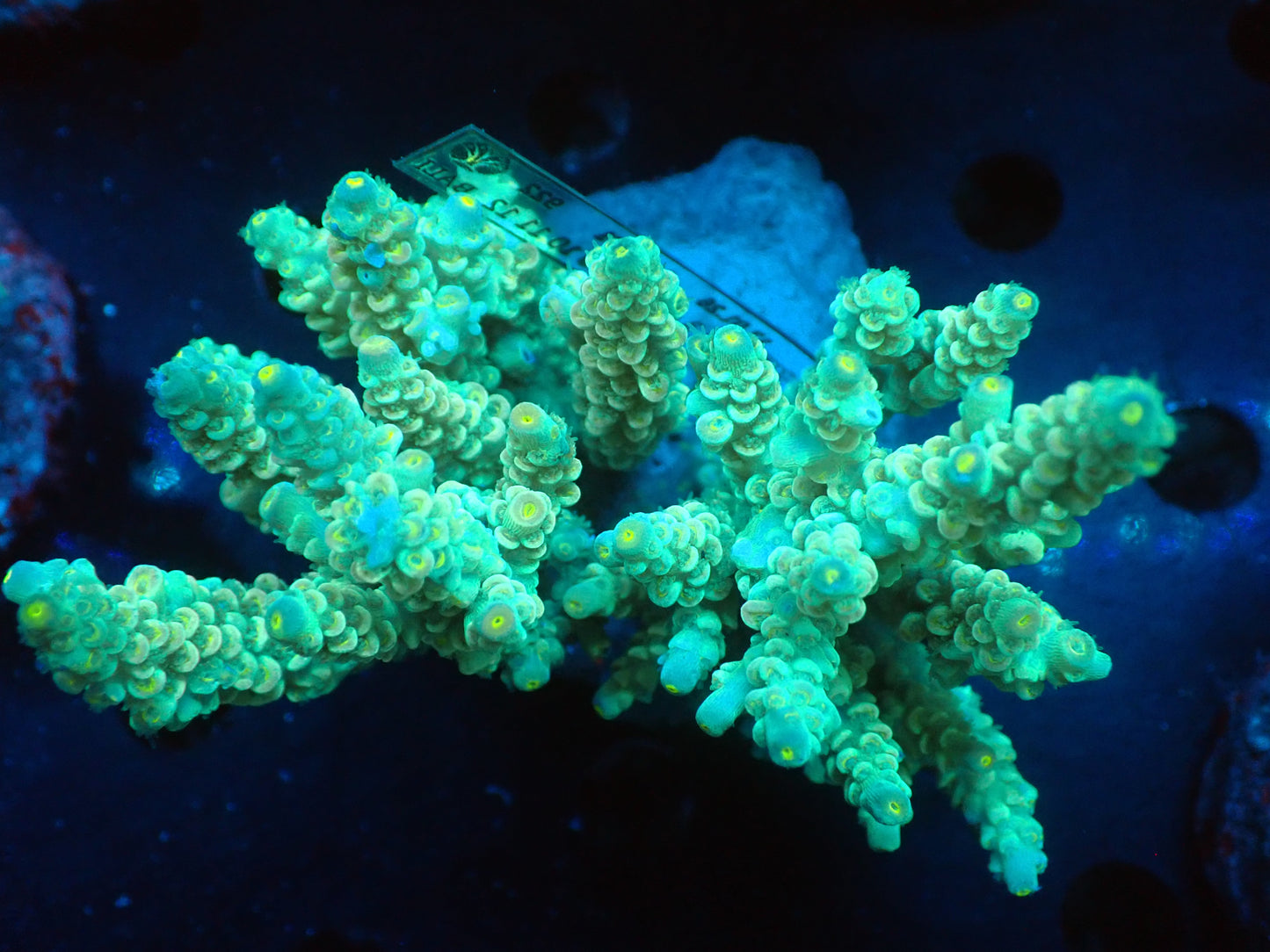 Acropora (ウスエダミドリイシ) インドネシア産005