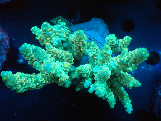 Acropora (ウスエダミドリイシ) インドネシア産005