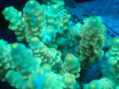 Acropora (ウスエダミドリイシ) インドネシア産005