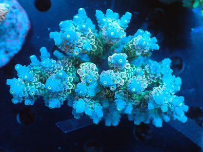 Acropora (ウスエダミドリイシ) インドネシア産006