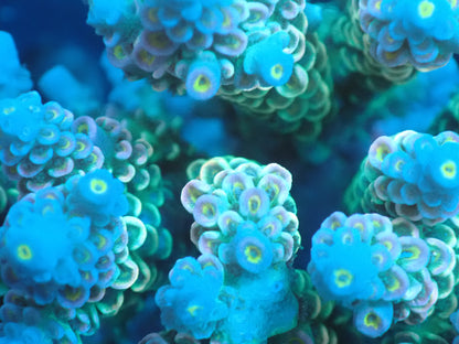 Acropora (ウスエダミドリイシ) インドネシア産006