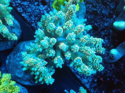 Acropora (ウスエダミドリイシ) インドネシア産007